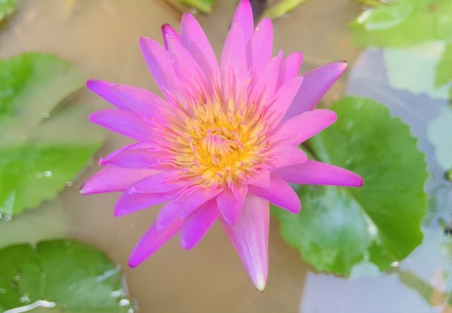 Villa à Cherngtalay - Villa Jasmine - Superbe villa privée  à Bangtao Beach, Phuket par Avoriazchalets Villa à Cherngtalay - Villa Jasmine - Superbe villa privée  à Bangtao Beach, Phuket par Avoriazchalets