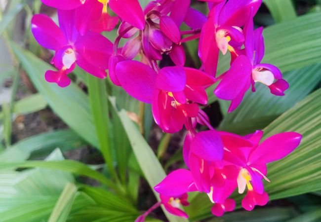 Villa à Cherngtalay - Villa Jasmine - Superbe villa privée  à Bangtao Beach, Phuket par Avoriazchalets Villa à Cherngtalay - Villa Jasmine - Superbe villa privée  à Bangtao Beach, Phuket par Avoriazchalets