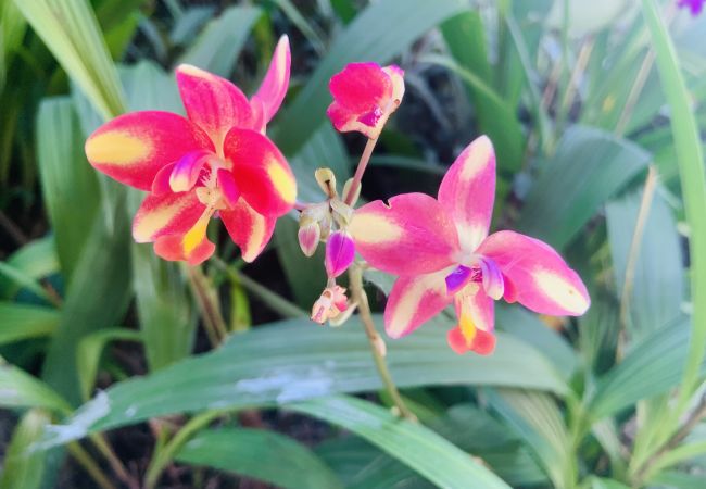 Villa à Cherngtalay - Villa Jasmine - Superbe villa privée  à Bangtao Beach, Phuket par Avoriazchalets Villa à Cherngtalay - Villa Jasmine - Superbe villa privée  à Bangtao Beach, Phuket par Avoriazchalets