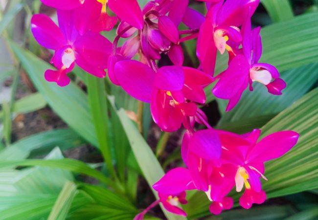 Villa à Cherngtalay - Villa Jasmine - Superbe villa privée  à Bangtao Beach, Phuket par Avoriazchalets Villa à Cherngtalay - Villa Jasmine - Superbe villa privée  à Bangtao Beach, Phuket par Avoriazchalets